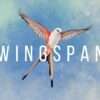 Wingspan8
